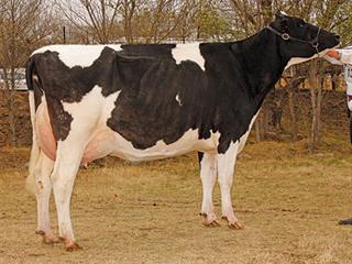Total Dispersal Sale of Scoltzer Boerdery Total Dispersal Sale of Scoltzer Boerdery