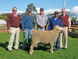 Staatmaker Merino production auction