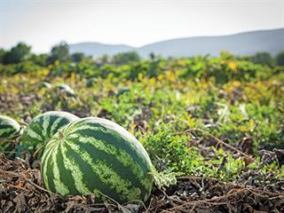 Watermelon weeding & watering Watermelon weeding & watering