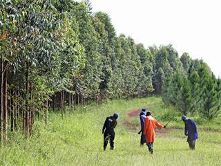 Forestry in Africa: profits & pitfalls aplenty Forestry in Africa: profits & pitfalls aplenty