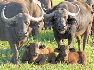 Animal health: about theileriosis Animal health: about theileriosis