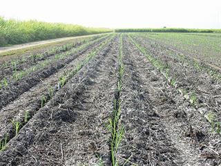 Sugarcane: lessons from Australia Sugarcane: lessons from Australia