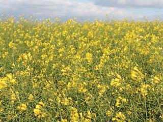 Choosing the right canola cultivar