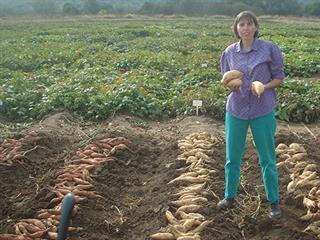 Growing sweet potatoes