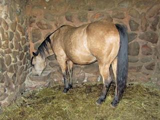 Watch pregnant horses closely