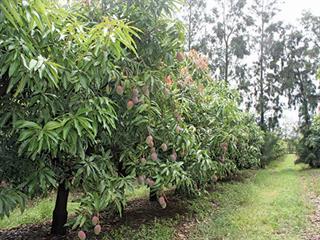 Fungal disease threatens SA mango industry