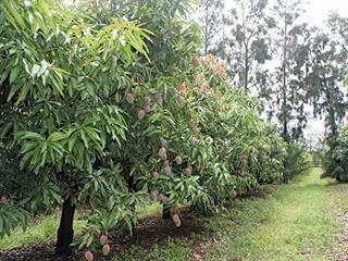 Fungal disease threatens SA mango industry Fungal disease threatens SA mango industry