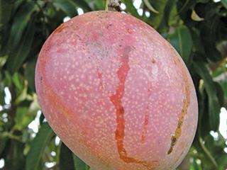 Gall fly infestation in mangoes