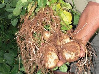Getting started with potatoes – Part 3 Getting started with potatoes – Part 3