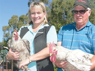 A no-fuss, farm-bred, dual-purpose chicken