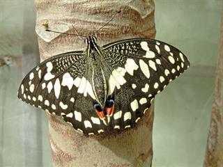 Know your crop pests: Citrus swallowtail Know your crop pests: Citrus swallowtail