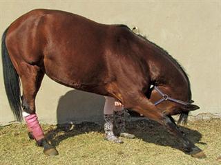 Keep your horses fit Keep your horses fit