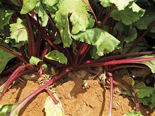 Beetroot for beginners (1)