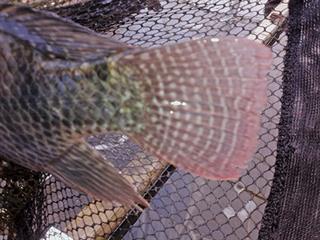Nile Tilapia: Wiser laws, higher yield Nile Tilapia: Wiser laws, higher yield