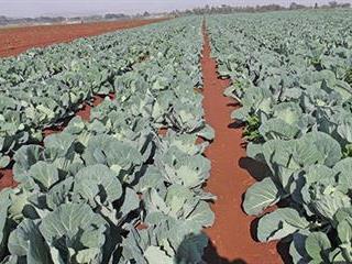 Getting the land ready for cabbages