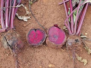 Beetroot for beginners – Part 2 Beetroot for beginners – Part 2