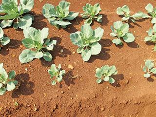 Start fertilising your cabbage before planting