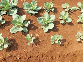 Start fertilising your cabbage before planting Start fertilising your cabbage before planting