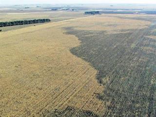 Dealing with SDS and charcoal rot in soya Dealing with SDS and charcoal rot in soya
