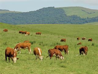 Mixed strategy farming helps beat climate change Mixed strategy farming helps beat climate change