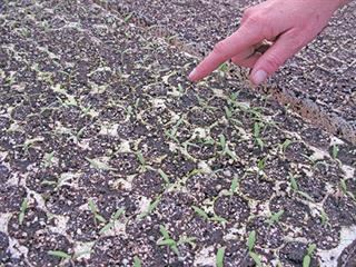 Getting your crop into the ground Getting your crop into the ground