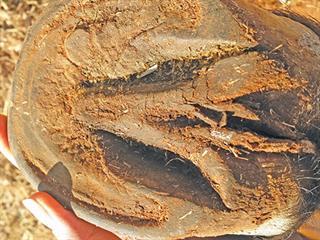 Horses: caring for hooves Horses: caring for hooves