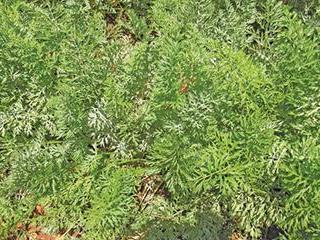 Other carrot leaf diseases Other carrot leaf diseases