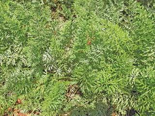 Other carrot leaf diseases