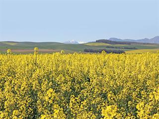 About canola About canola