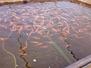 Salt water aquaculture Salt water aquaculture