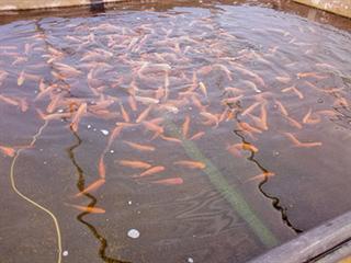 Salt water aquaculture