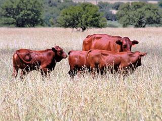 Fixing the veld