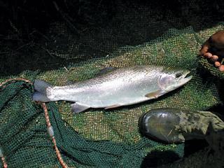 What danger do freshwater species really pose? What danger do freshwater species really pose?