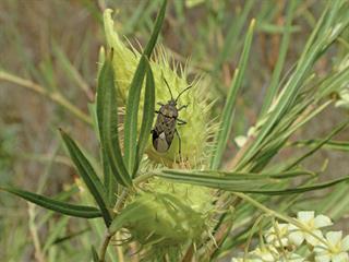 Milkweed bug: a seed-eating nuisance Milkweed bug: a seed-eating nuisance