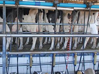 Success with Holsteins – 2 Success with Holsteins – 2