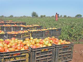Starting with tomatoes – Part 1 Starting with tomatoes – Part 1