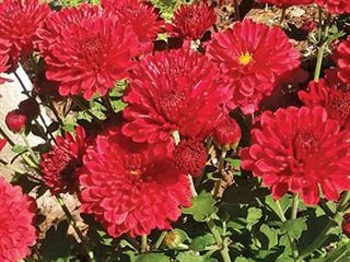 About pyrethrum About pyrethrum