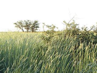 Success with livestock & conservation farming Success with livestock & conservation farming