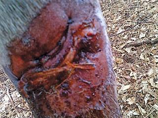 Steps on healing a horse’s wound