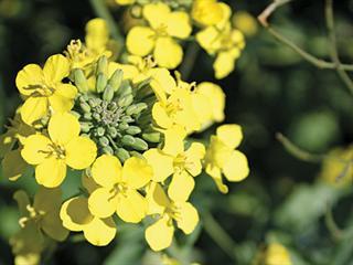 Growing canola Growing canola