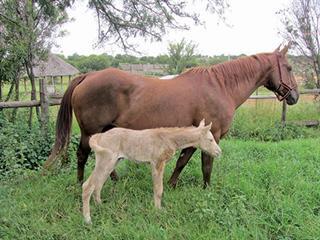 Have you tested your horse for CEM yet? Have you tested your horse for CEM yet?