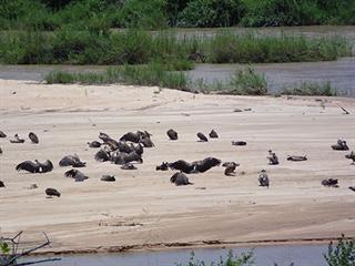 A rewarding experience at the Kruger National Park