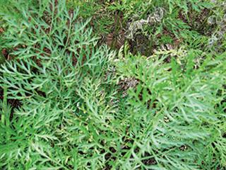 Know your leaf blight pathogens Know your leaf blight pathogens