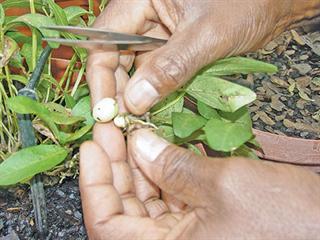 Digging up African treasure