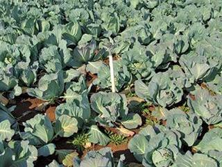 Understanding nitrogen Understanding nitrogen