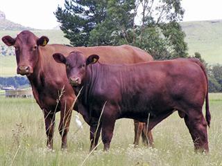 Invest in grass for better beef Invest in grass for better beef