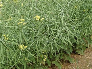 Canola pests Canola pests