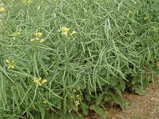 Canola pests