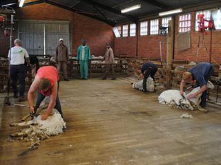 Machine-shearing skill can pave way to success