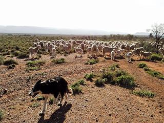 Stray dogs in perspective Stray dogs in perspective